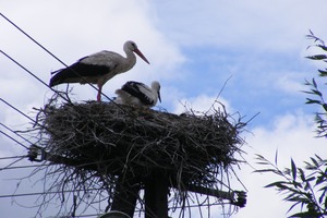 Zdjęcie przedstawia dwa bociany siedzące na gnieździe (photo)