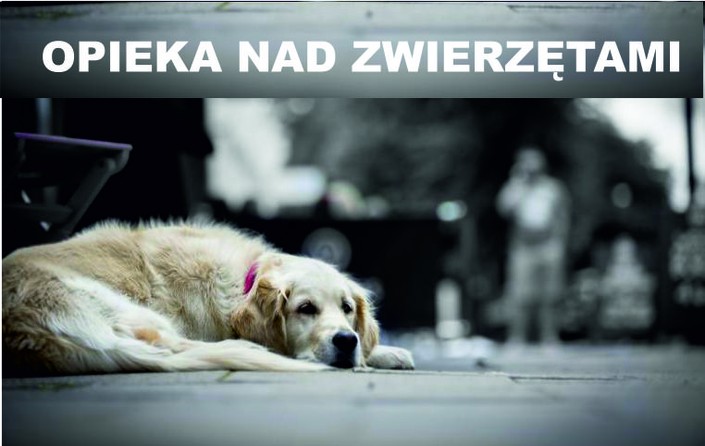 Opieka nad zwierzętami - zdjęcie