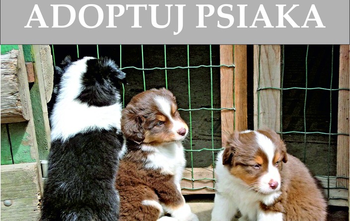 Adoptuj psiaka - zdjęcie