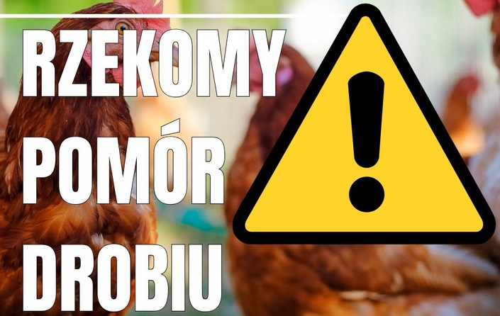 Uwaga! Rzekomy Pomór Drobiu - zdjęcie